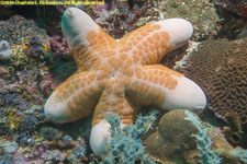 sea star